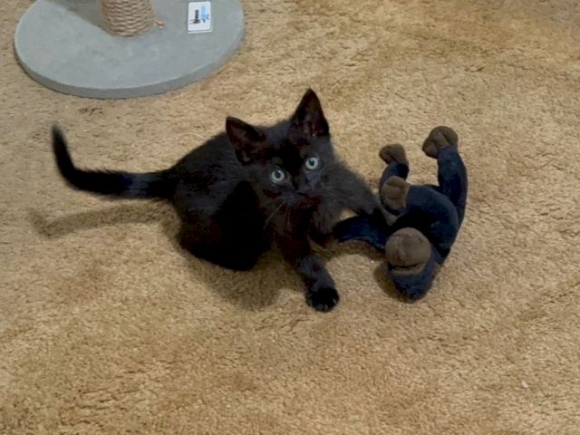 A tiny black kitten lying on carpet, cuddling a plush toy and looking up with wide eyes.