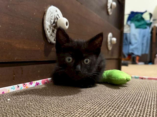 A tiny black kitten sits on a patterned table in a room, with a wooden cabinet and toys in the background.