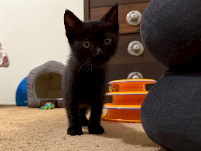 A tiny black kitten stands on the floor near a chair leg, with toys and a play tunnel in the background.
