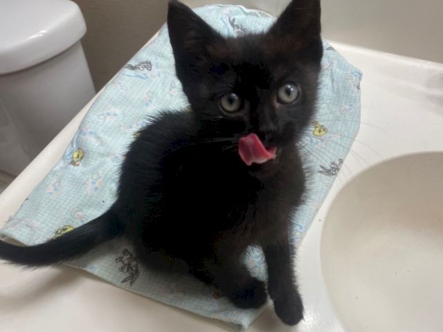 A tiny black kitten sits in a bathroom sink on a patterned cloth, blinking with a pink tongue out.