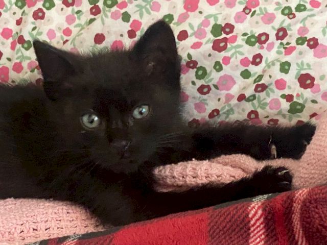 A black cat lies on a soft blanket with floral wallpaper behind it, looking straight at the camera, .