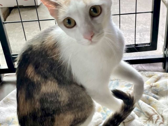 A curious white-and-gray kitten with big golden eyes sits inside a crate, looking right at the camera.