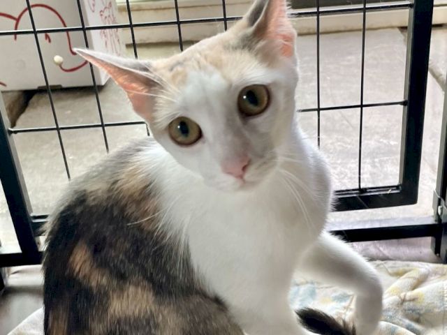 A cute white-and-gray cat with big eyes sits in a cage-like crate on a blanket, looking up toward the camera.