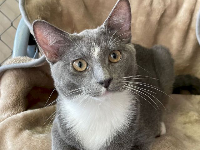 A sweet gray-and-white cat with big golden eyes lounges on a soft bed, looking curiously toward the camera.