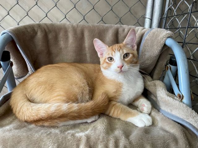 An orange-and-white kitten lounges on a beige blanket with a tucked paw inside a fenced enclosure, looking at the camera.