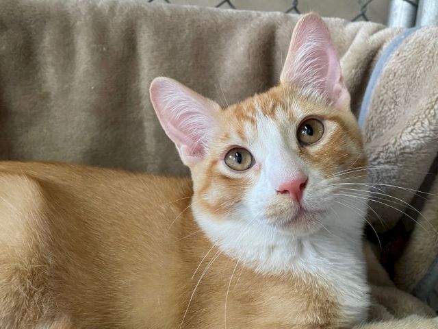 A cute orange-and-white cat with big ears and wide eyes lounges on a cozy couch blanket, looking up curiously.