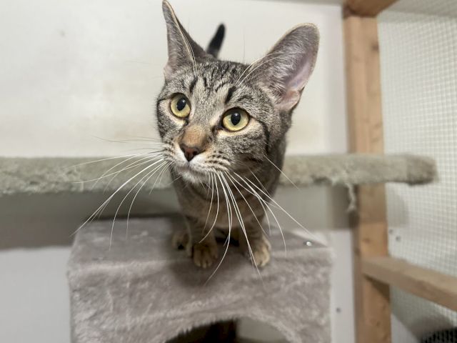 A curious gray tabby cat with big yellow eyes peeks from its cozy cat bed in a playpen, looking right at you.