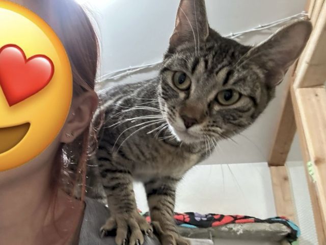 A gray tabby kitten crouches indoors beside a person&rsquo;s hand, with a colorful heart-face emoji blocking part of the view.