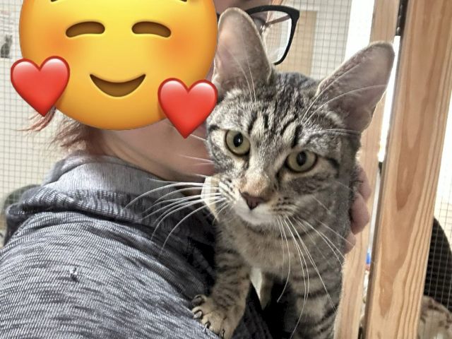 A woman cuddles a gray tabby cat while red heart emojis float around them, looking sweet and cozy.