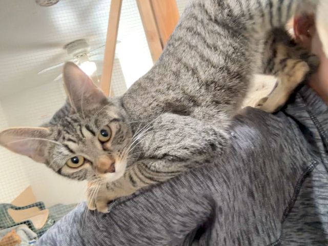 A gray tabby cat peeks over a person&rsquo;s shoulder, wide-eyed and calm, indoors near windows.