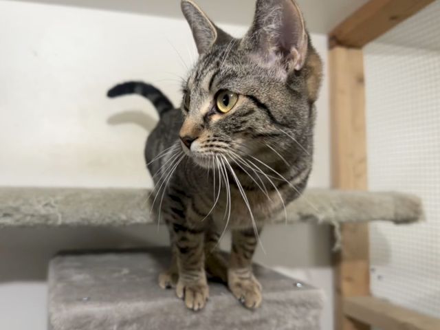 A gray tabby cat with wide yellow eyes stands on a cushioned perch in a cozy room, looking curiously at the camera.