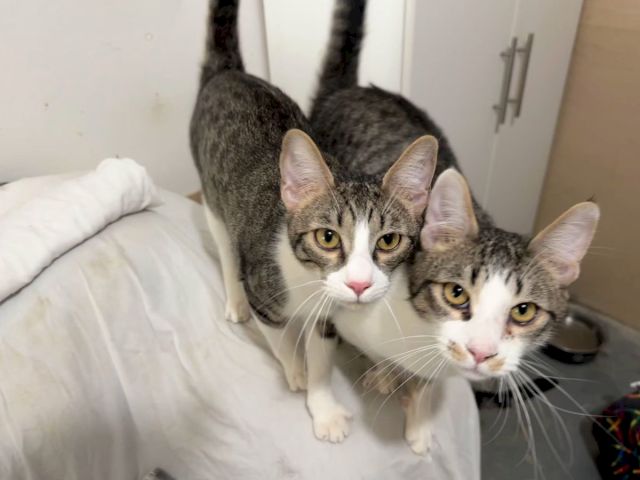 Three tabby cats with big ears are cuddled together on a bed, looking directly at the camera, in a cozy room.