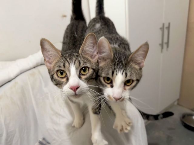 Three kittens&mdash;tabby and white&mdash;cuddle on a bed while a third peers from behind, looking toward the camera.