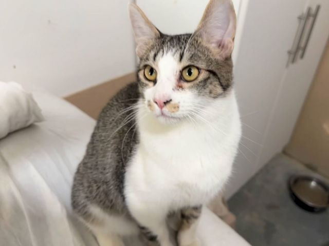 A tabby-and-white cat with big yellow eyes sits on a bed/blanket, looking toward the camera, ears up and alert.