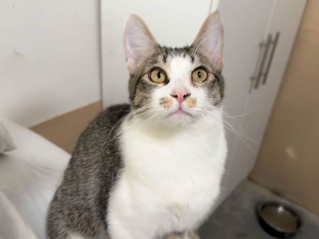 A gray-and-white tabby cat sits indoors, staring at the camera with wide yellow-green eyes.