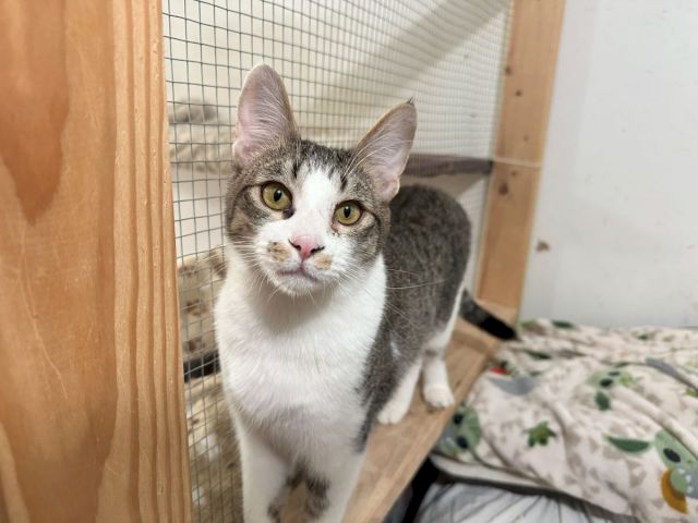 A gray-and-white cat peers from a wooden pet enclosure, standing on a patterned blanket with big amber eyes.