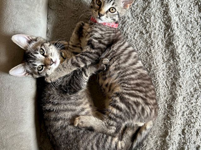 Two gray tabby kittens cuddle with a little sibling on a fuzzy blanket, looking up with big eyes.