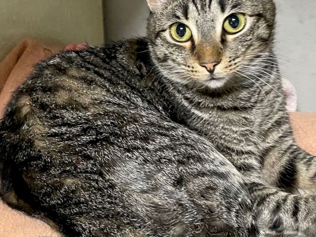 A gray tabby cat with bright greenish-yellow eyes lies on a cushion, ears perked, looking at the camera, relaxing.