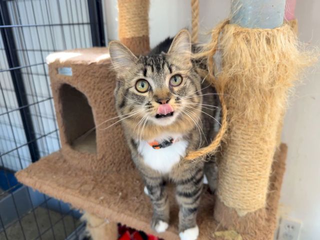 A tabby cat with wide eyes sticks out its tongue while standing in a scratching post inside a cage.
