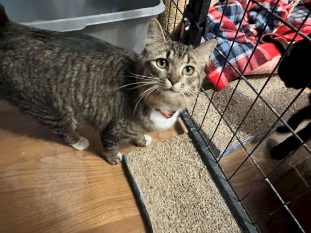 A gray tabby kitten peers through a wire fence, lying on a rug beside a red-and-blue blanket.