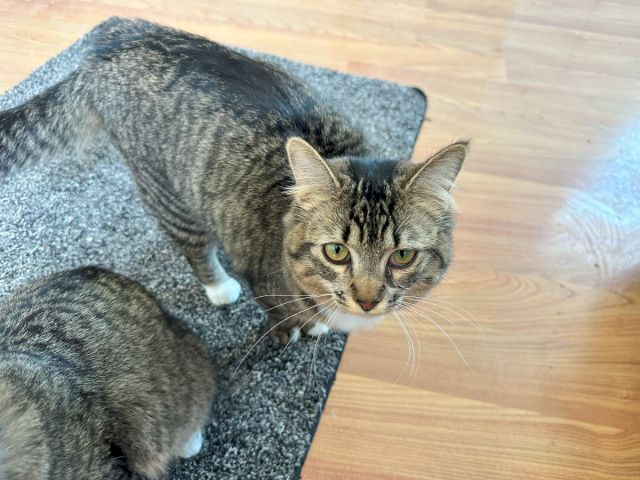 A gray tabby cat lounges on a cushioned chair, looking up with yellow eyes.