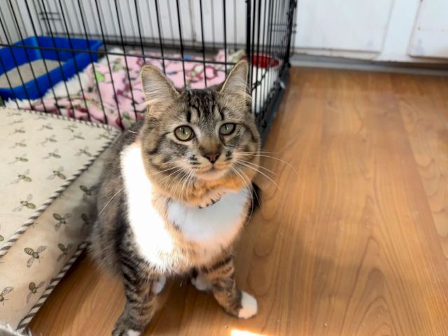 A gray tabby cat sits in a pet carrier, looking up from a wooden room floor as light shines across its face.