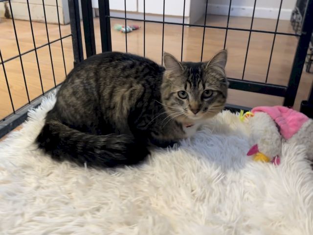 A gray tabby cat lounges in a pet crate on a plush bed, eyes wide, while a hand reaches out to pet it.