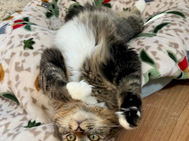 A gray-and-white kitten is lying on a patterned blanket on the floor, with another tiny kitten tucked against its belly, looking toward the camera.