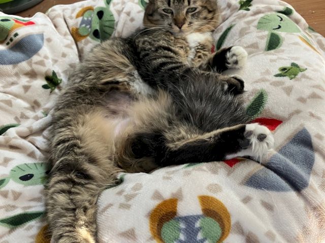 A tabby cat lounges on a patterned blanket, looking sleepy and relaxed while toys sit nearby on the floor.