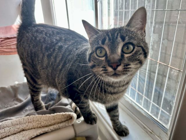 A gray tabby cat sits inside a window enclosure, alert and curious, with paws resting on a soft blanket.