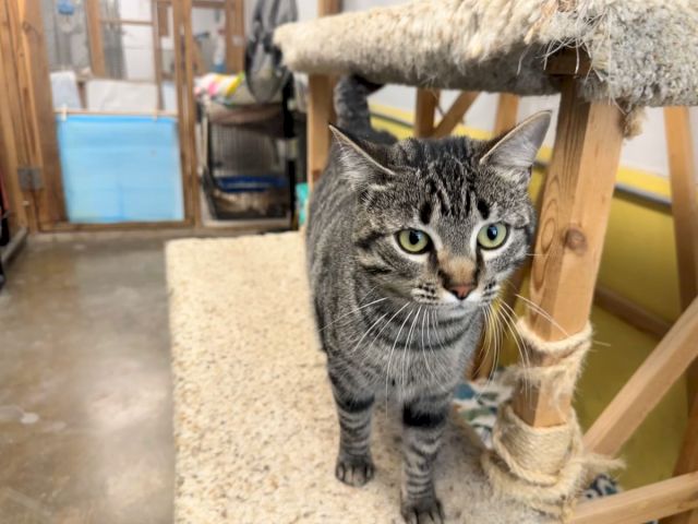 A tabby cat with green eyes stands on a fluffy cat tree in a cozy indoor room, looking straight at the camera.