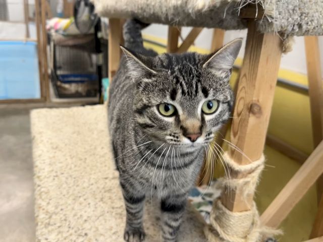 A curious gray tabby cat peers out from a cozy blanket in a pet enclosure, with bright yellow-green eyes.