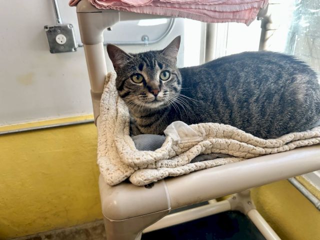 A gray tabby cat lounges on a pet bed, nestled in a beige blanket with a pink cover overhead.