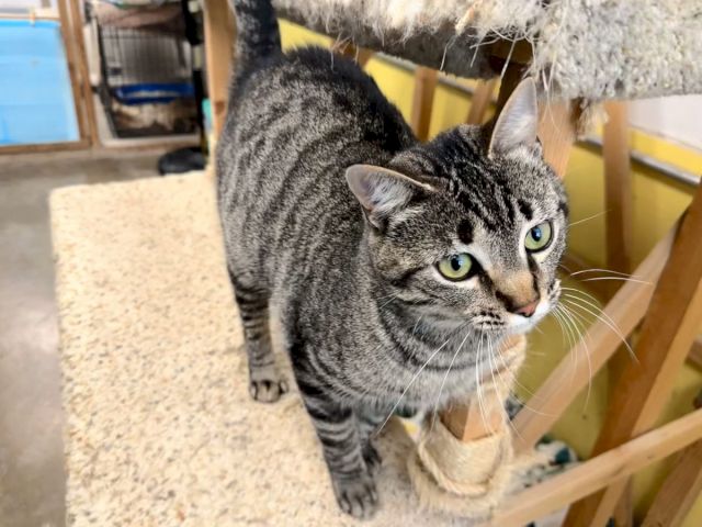 A gray tabby cat with green eyes walks indoors, standing near a rug under a chair or table.