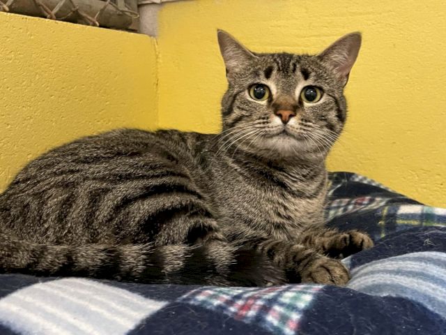 A gray tabby cat lounges on a bed, staring calmly at the camera against a bright yellow wall.