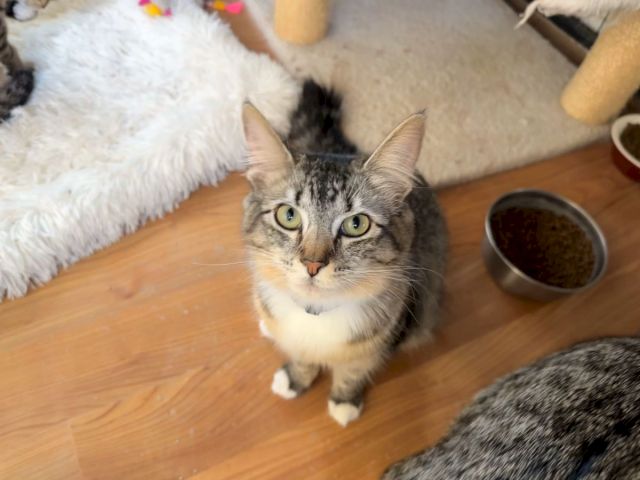 A curious tabby cat sits on wood flooring, staring at the camera beside a food bowl.