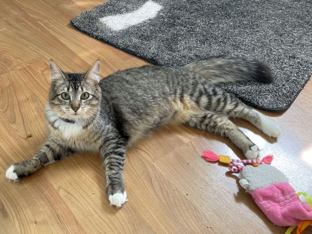 A gray tabby cat is lying on a wooden floor near a dark rug and toys, looking up curiously.
