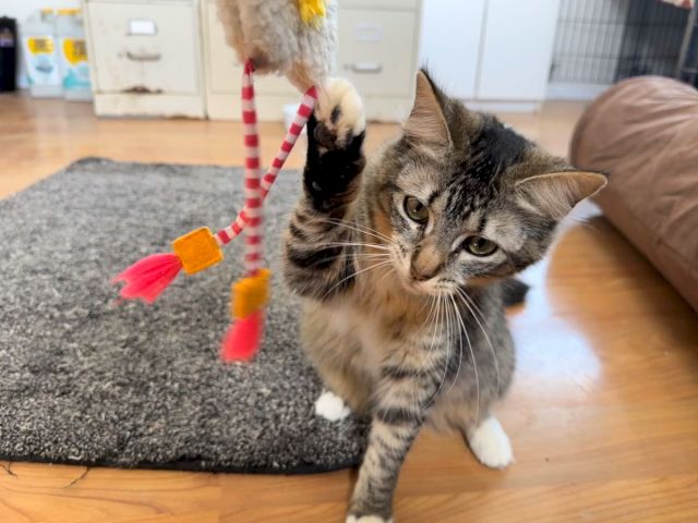 A fluffy tabby cat pads across a carpet, batting a dangling striped toy in a bright living room.