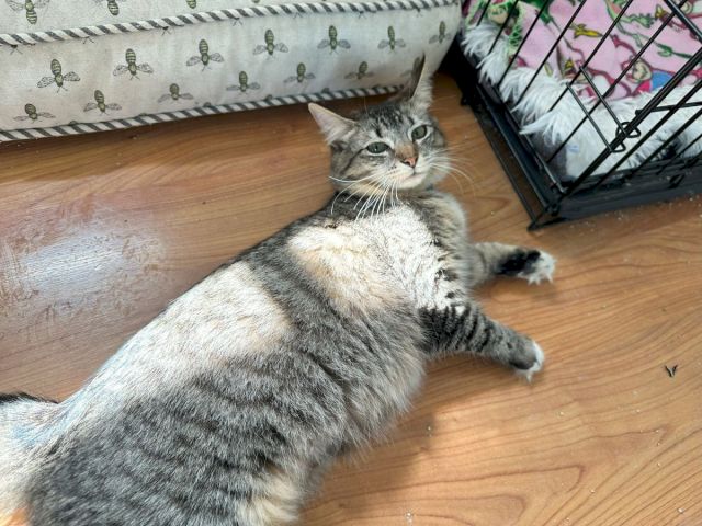 A gray tabby cat lies on a wooden floor beside a cage and patterned blankets, looking up.