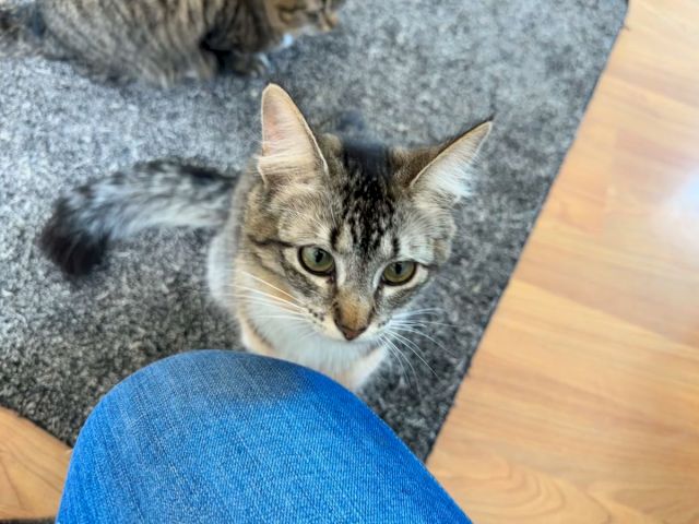 A gray tabby cat peeks from a blue-gray rug, staring at the camera with curious eyes.
