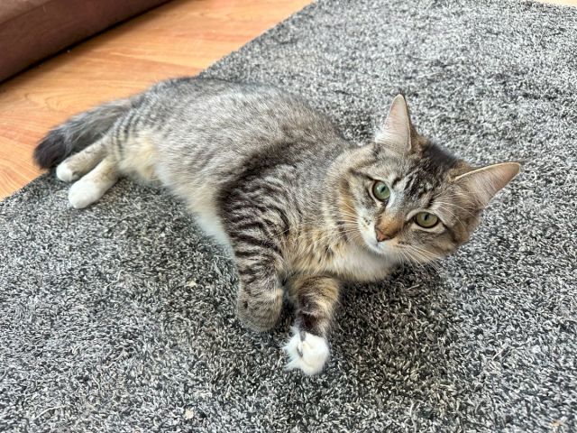A gray tabby cat lounges on a carpet, paws stretched out, looking calmly at the camera.