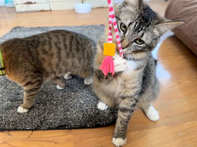 A gray tabby cat pawing at a striped wand toy with a pink tassel while standing on a carpeted rug.