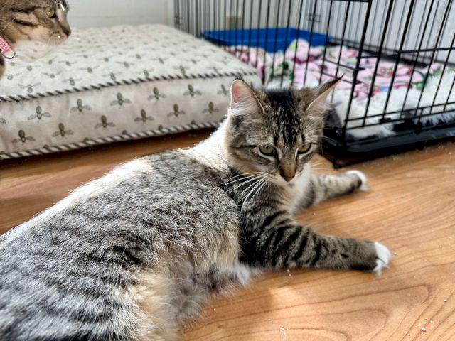 A gray tabby cat lounges by a cage and patterned blanket, looking alert and relaxed.