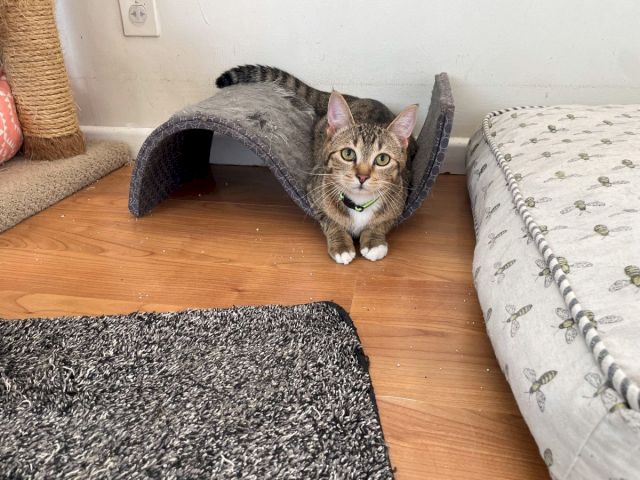 A tabby cat peeks out from a fabric tunnel on a wooden floor beside cushions and a rug.