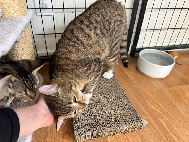 A tabby cat in a pet enclosure sniffs a scratching mat while being gently petted by a hand.