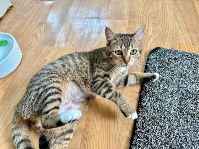 A tabby cat lounges on a wooden floor beside a small bowl and a dark shaggy mat, looking calm and watchful.