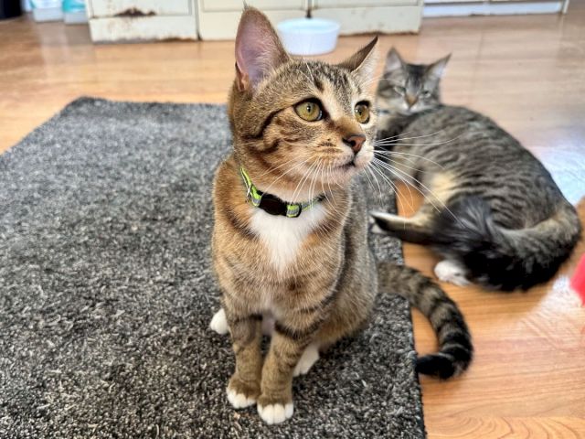 A brown tabby cat with a neon collar sits on a gray rug while a gray tabby lounges behind it.