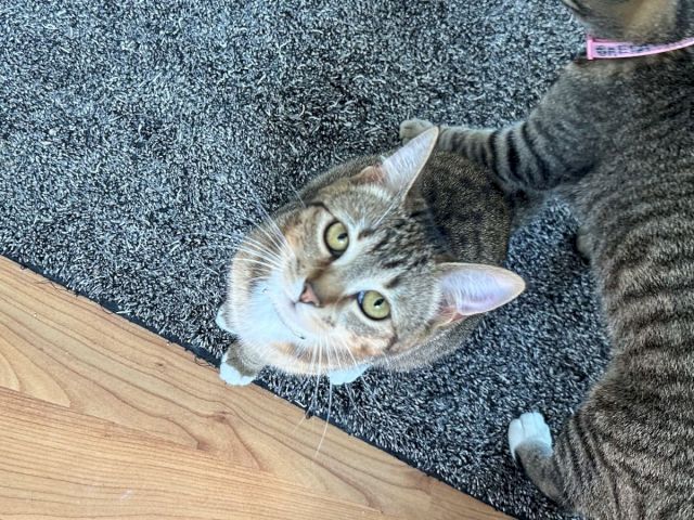 Two curious gray tabby cats lie on a blue carpet, one peeking up while the other stretches nearby.