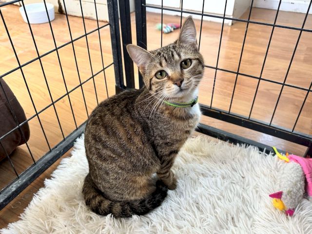 A tabby cat with a green collar sits on a fluffy mat inside a fenced pen, looking up curiously.
