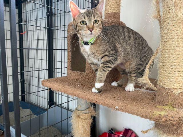 A tabby cat wearing a green collar lounges atop a scratching post inside a metal pet cage, looking curiously at the camera.